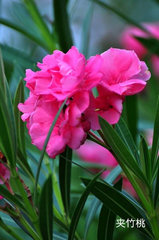 100种花草图片欣赏,50种花草图片大全