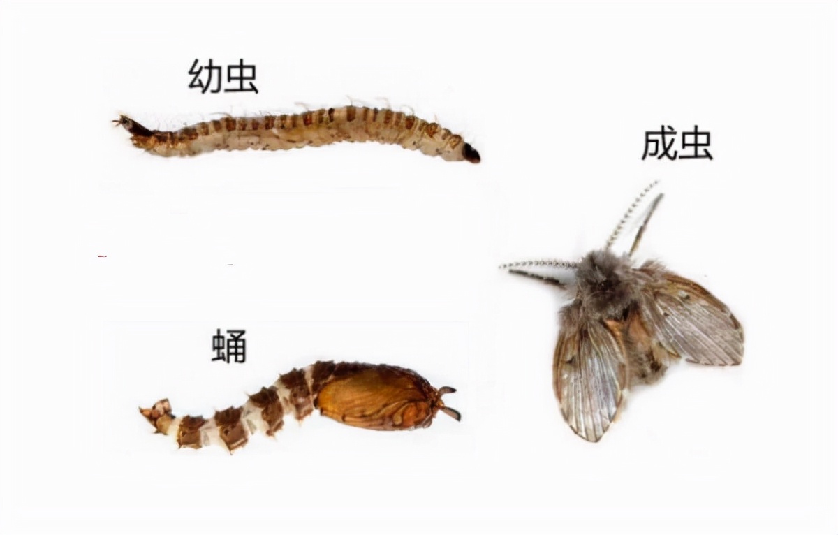 卫生间小飞虫的危害程度超乎你的想象,它究竟是啥?该如何消灭?