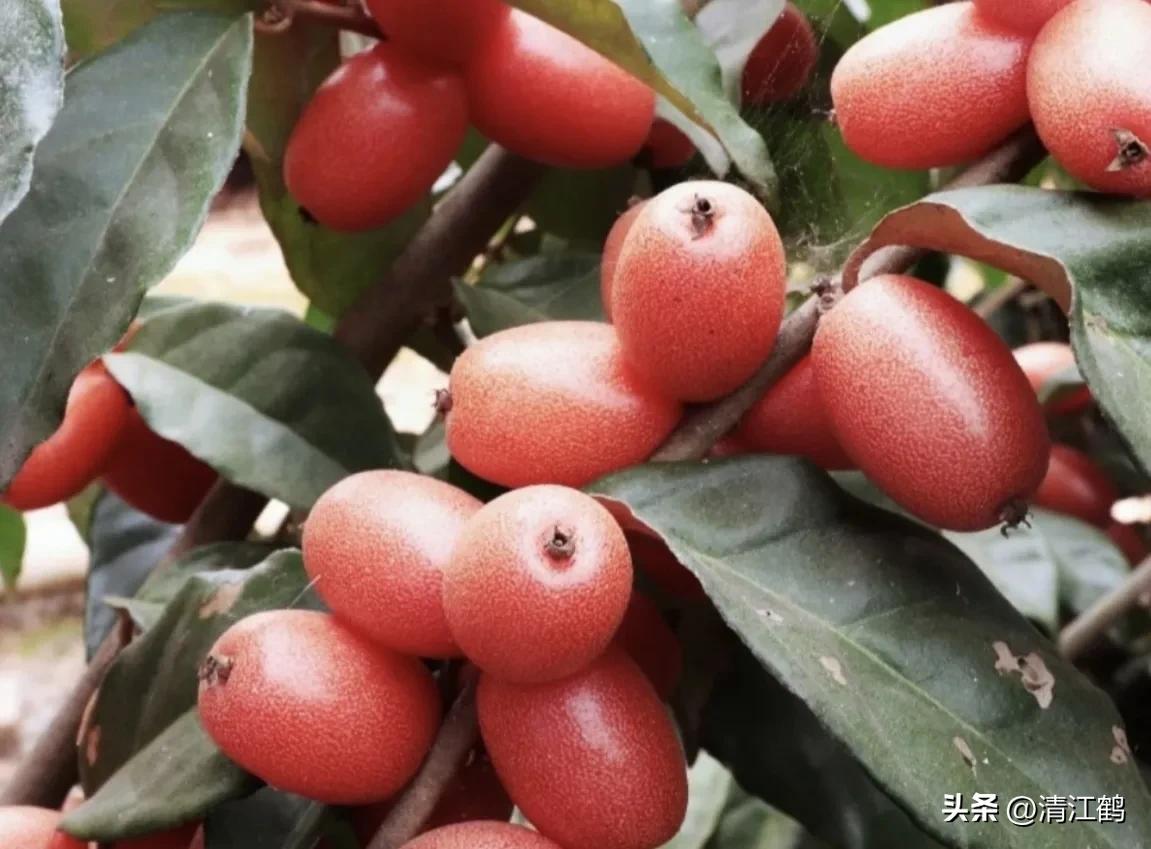 很多人没见过的奇怪生物,都没见过的奇特瓜果蔬菜