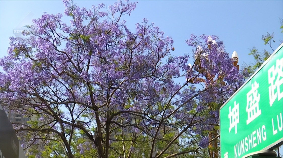 何必远游，昆明这些路上的美景就美呆