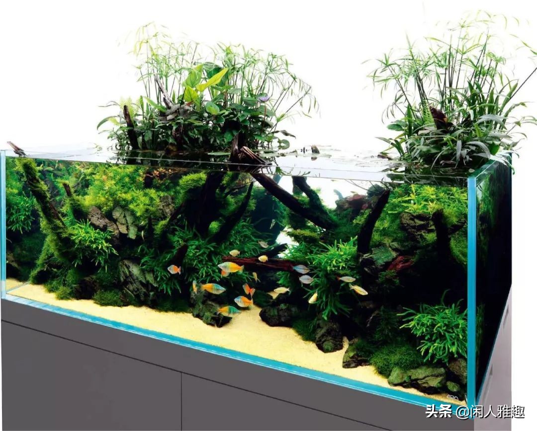 1.8米长水陆缸与草缸结合,组合式草缸