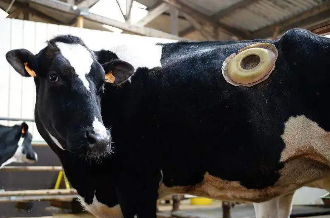 牛身上掏一个洞这对牛有何影响,为什么会在牛身上开洞