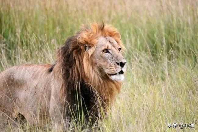 狮子老了的结局,狮子老了离群而死