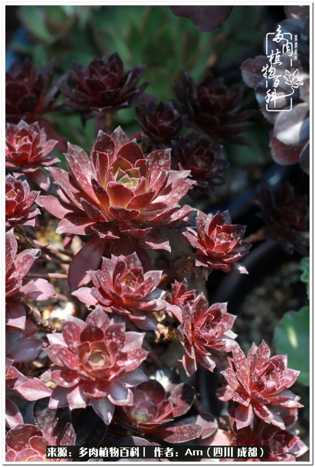 多肉小盆友生活多姿多彩,多肉小精灵福享不停