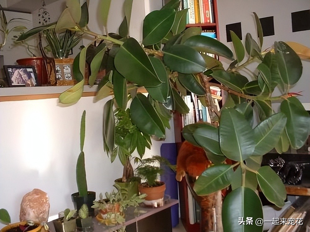 春天养橡皮树,牢记榨干我3个小技巧,猛长新芽,油绿有光泽