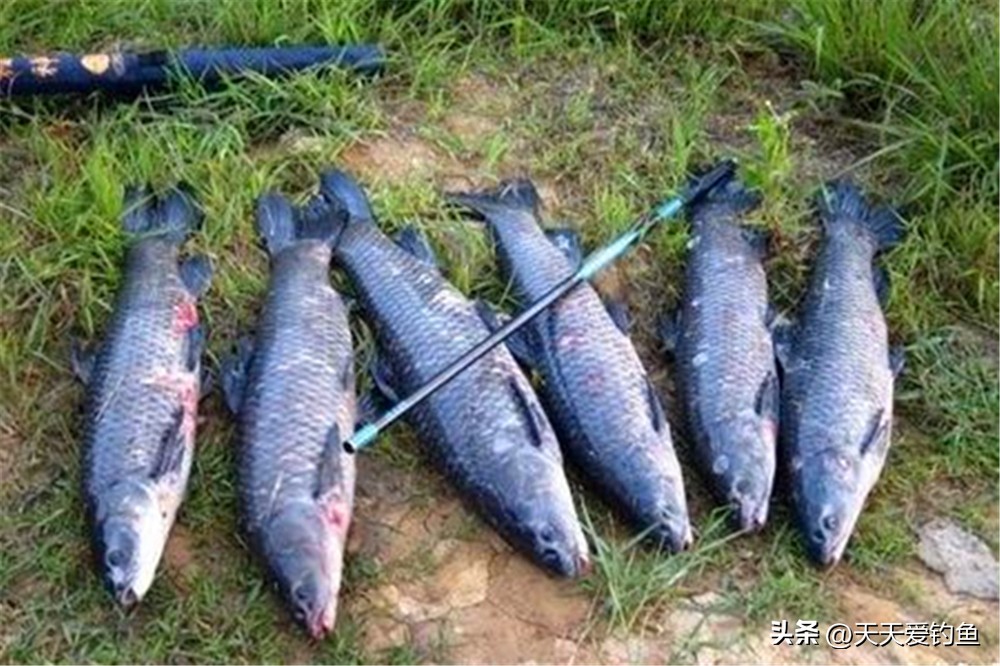 钓鱼技巧钓青鱼怎么调漂,野钓钓青鱼最好最快的方法