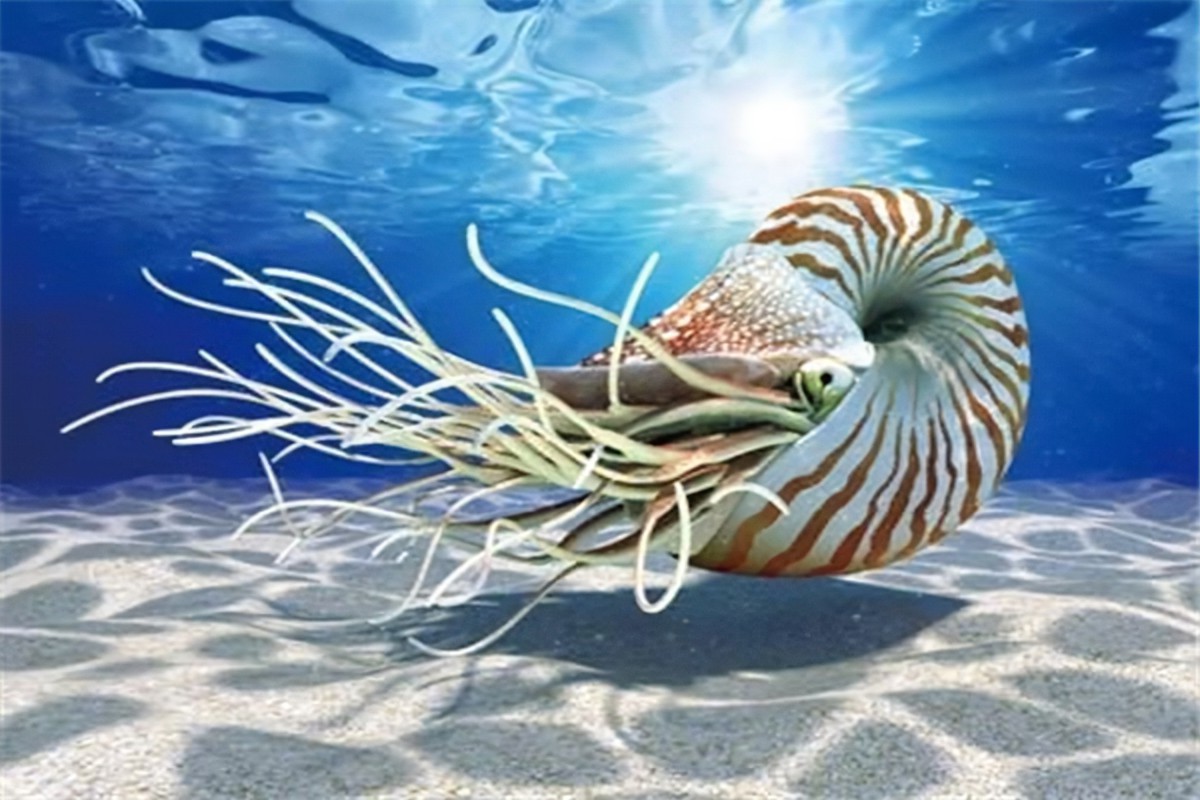 为什么说进化论是生命科学的基石,生命的起源究竟神创论还是进化论