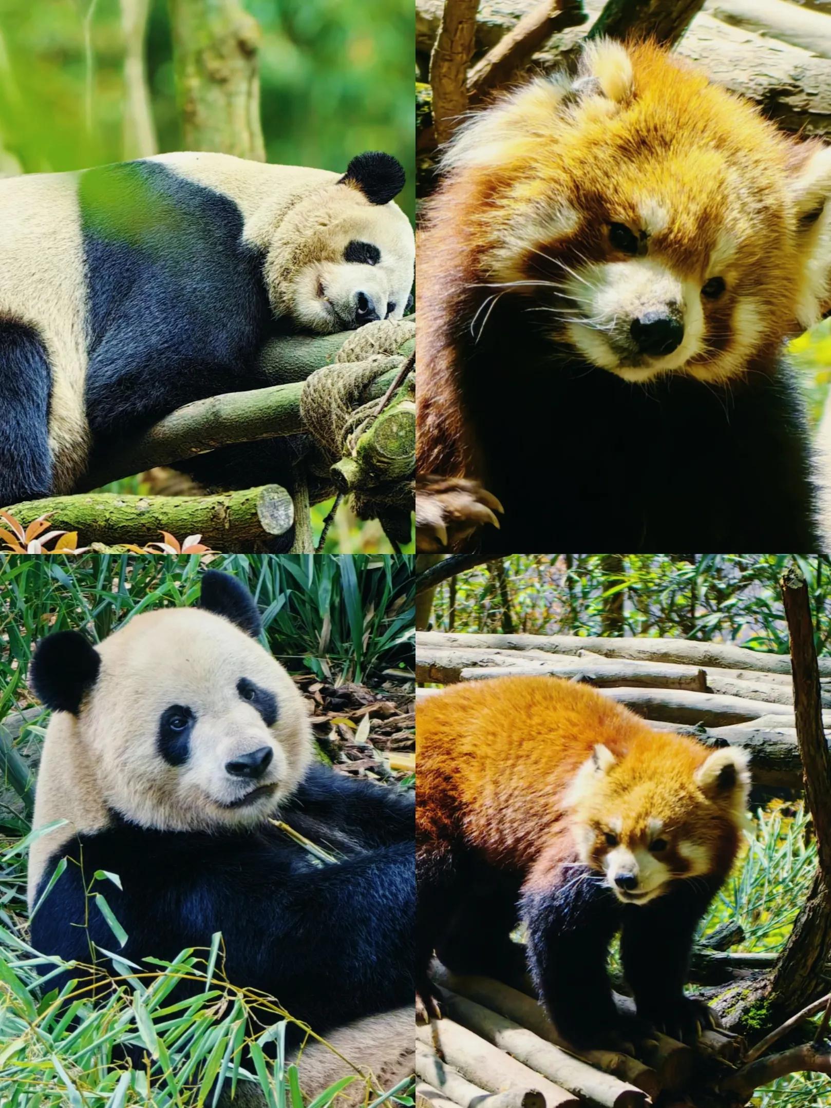 毕业季旅游攻略成都,毕业旅行宝藏旅行城市平价且好玩