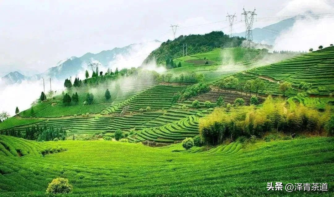福建中国茶叶第一大省,中国茶叶排名第一省