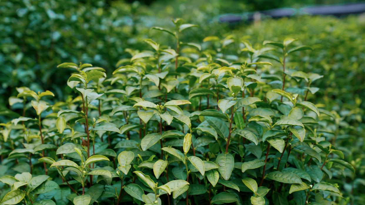 建德古村落美食有哪些特色,杭州的建德菜有什么特色