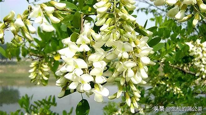 十种可以食用的花,十大适合吃的花