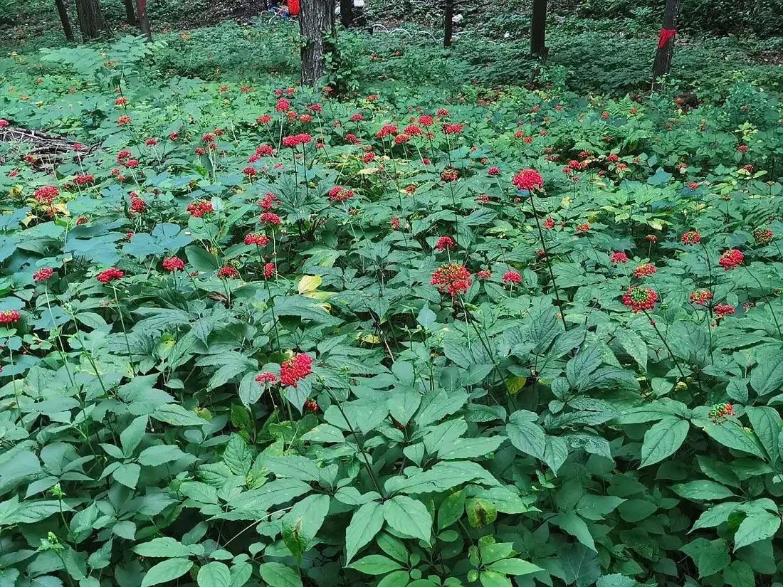 人参和园参品种一样吗,野生人参8两多少钱