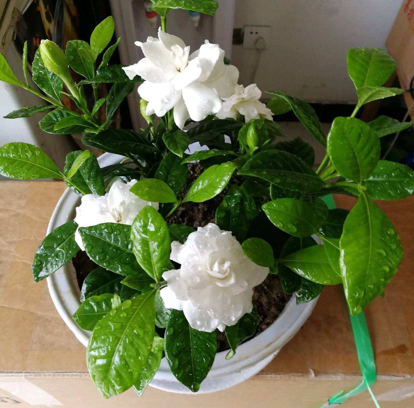 4种花适合新手养漂亮好养,20种坑人的花