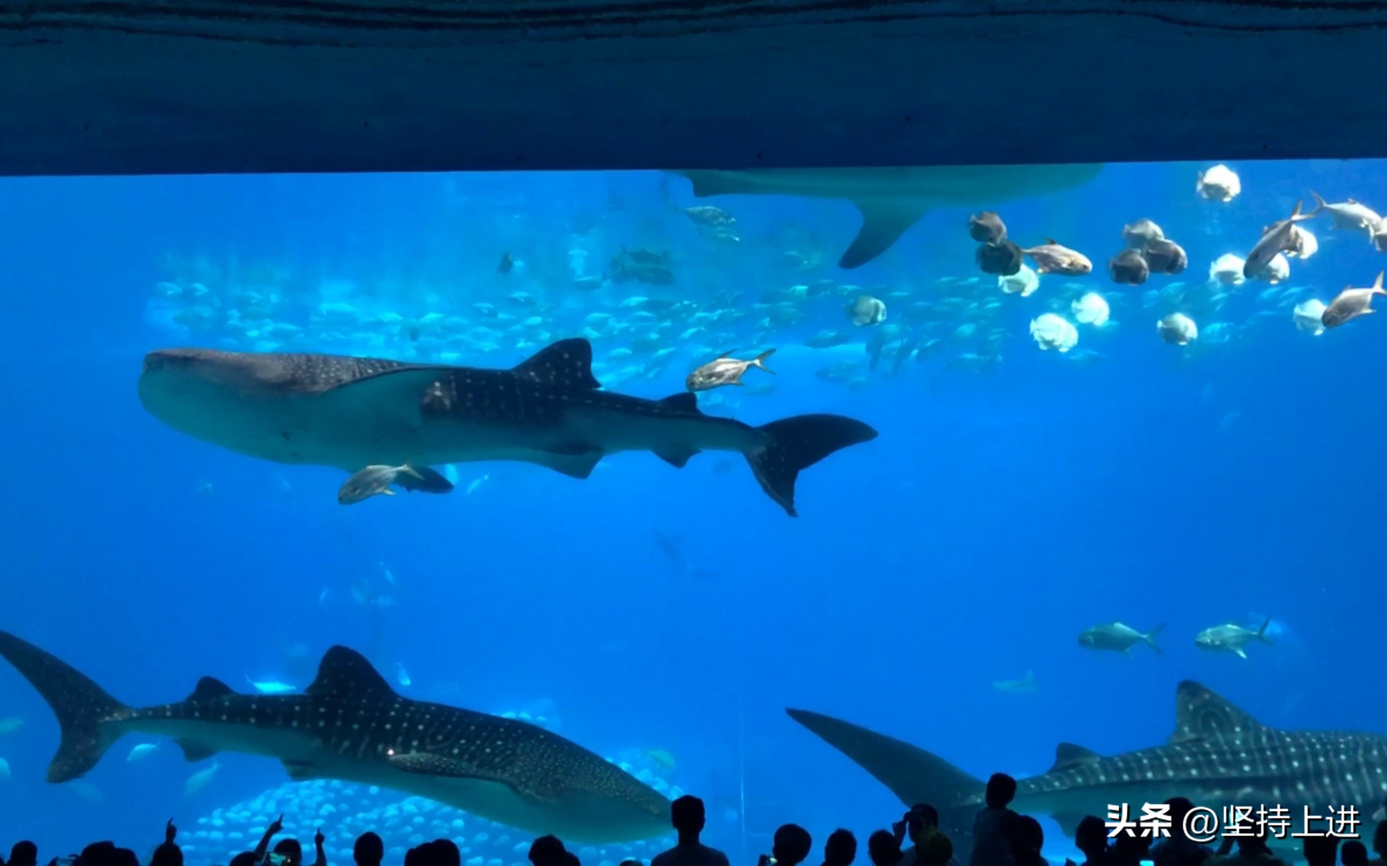 中国十大动物园排行榜,全国十佳动物园有哪些地方