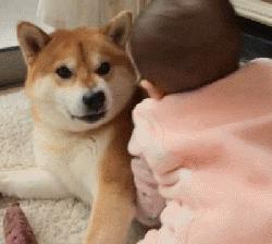 这些狗是狗界智商天花板,哪种宠物狗最通人性最好养的呢