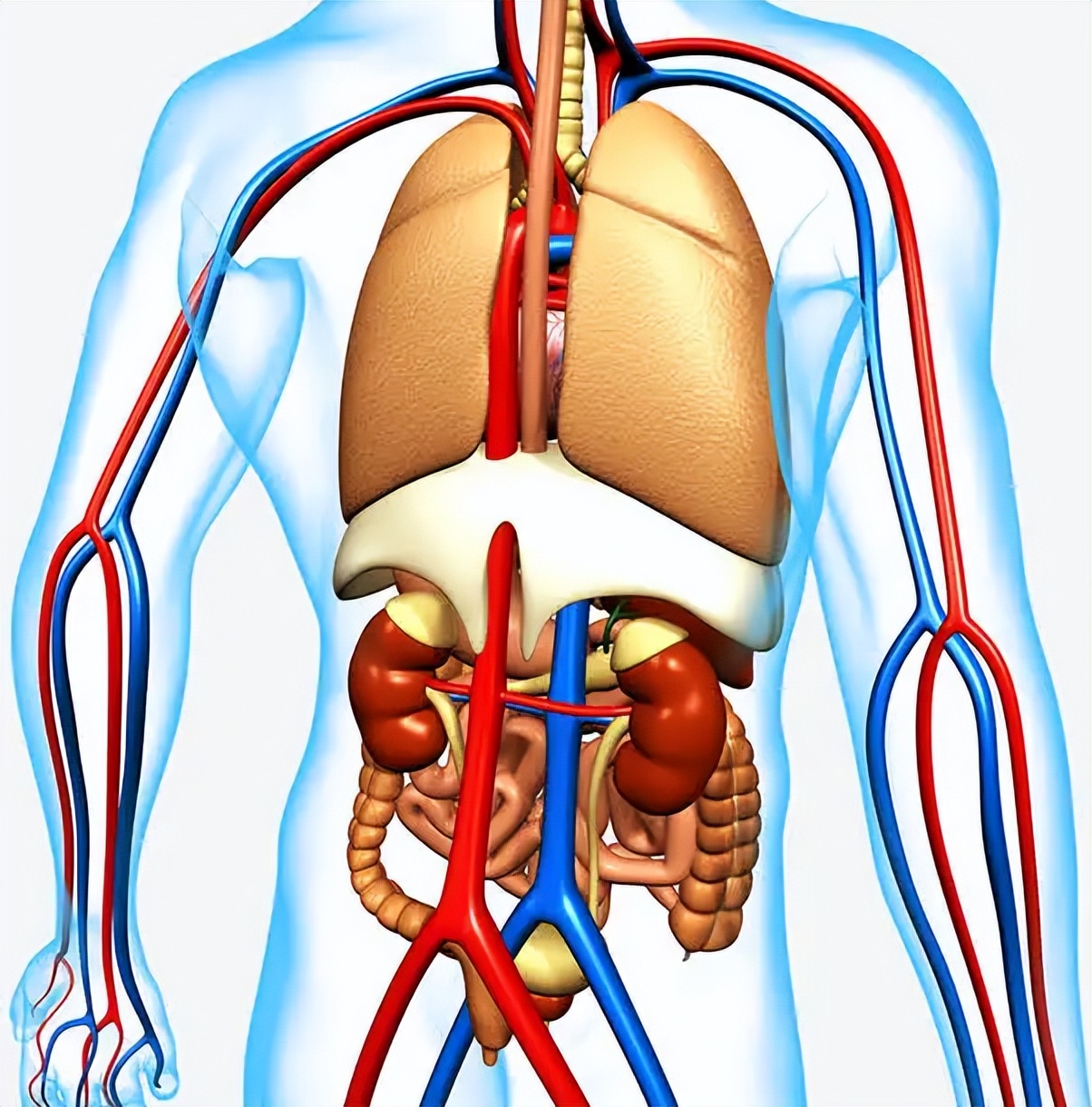 血管造瘘透析,血管人工搭桥