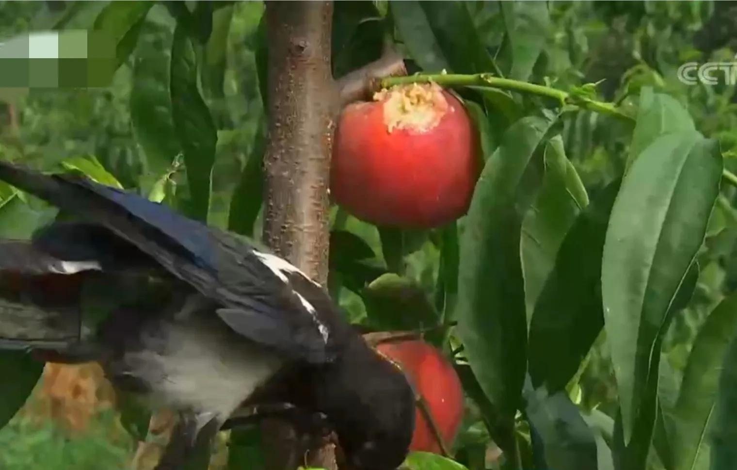 山东女孩承包5600亩地,女子承包500亩地种红薯被村民偷挖