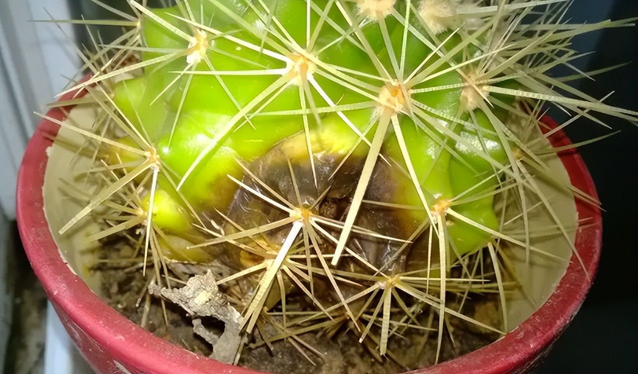 5种花浇不死浇水越多长得越旺,十种不能乱浇水的花