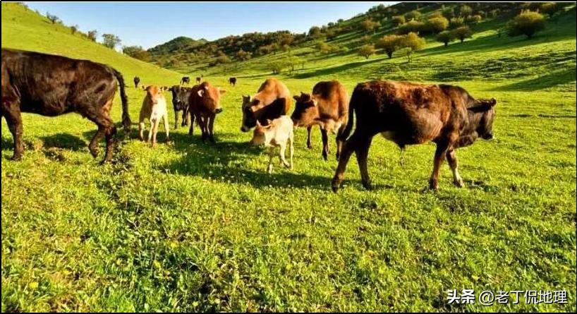 世界杯巡礼哥斯达黎加,阿根廷雄鹰潘帕斯世界杯