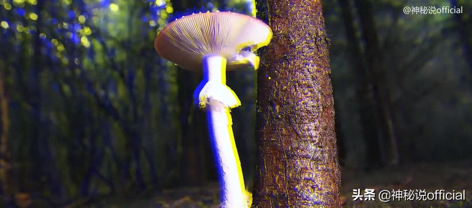 2021诡异童谣预言，红伞、躺板、埋山，一切是巧合还是早有预谋？