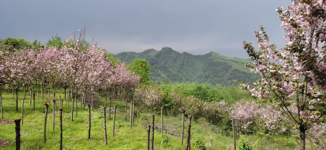 1.5h刹拢！被誉为川版“花城”，这个宝藏好耍地美得不像话