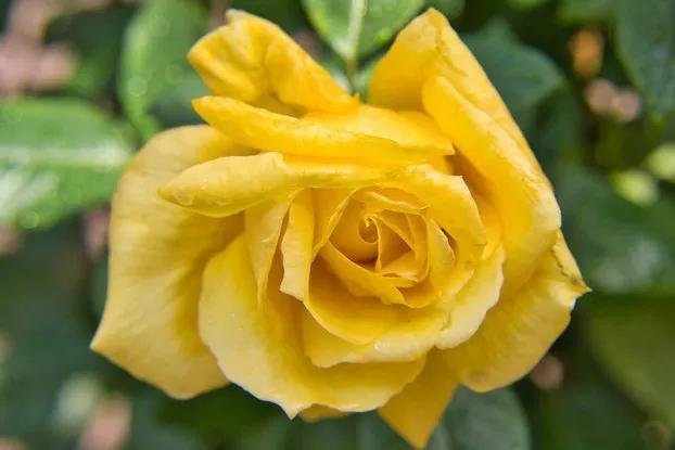 黄玫瑰代表什么含义,黄玫瑰歌曲