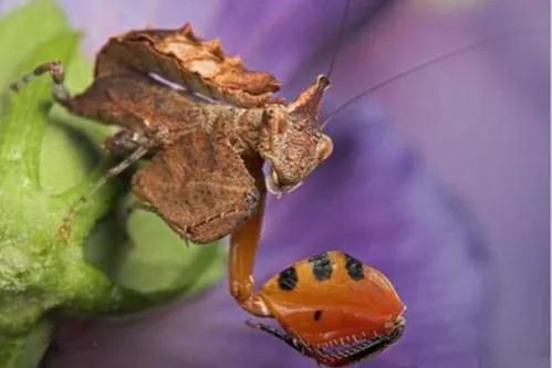 螳螂吃掉自己丈夫的头,螳螂为什么吃掉配偶螳螂吃蛇