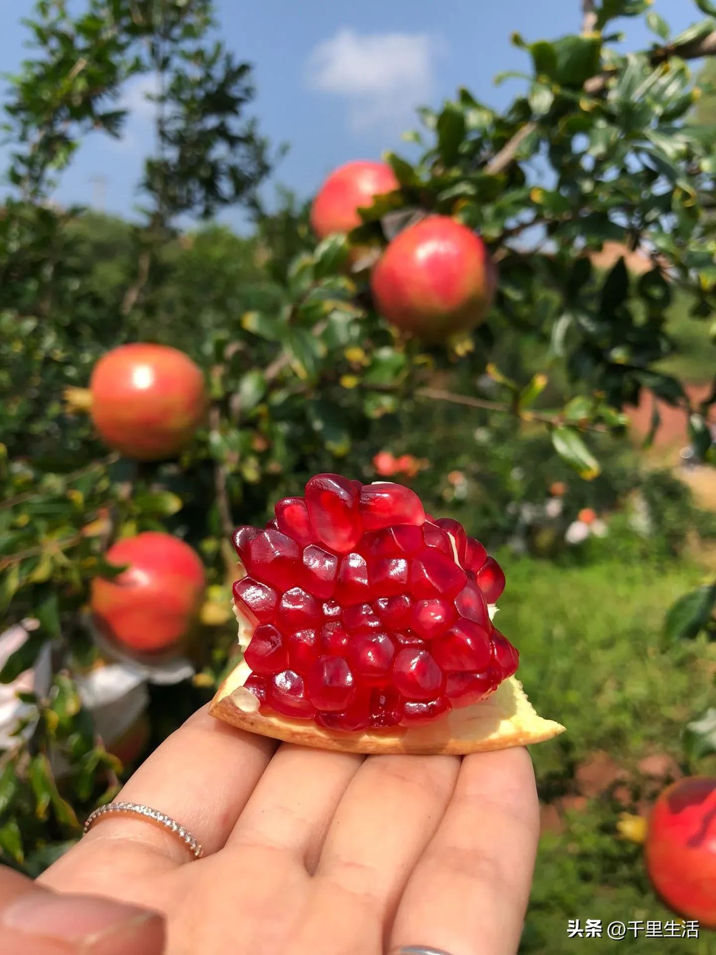 突尼斯软籽石榴超级好吃,突尼斯软籽石榴不用吐籽就能吃