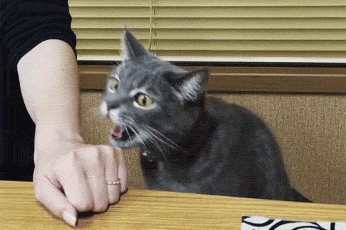 如何给猫猫做品种认证,如何通过科学实验提升猫的智商