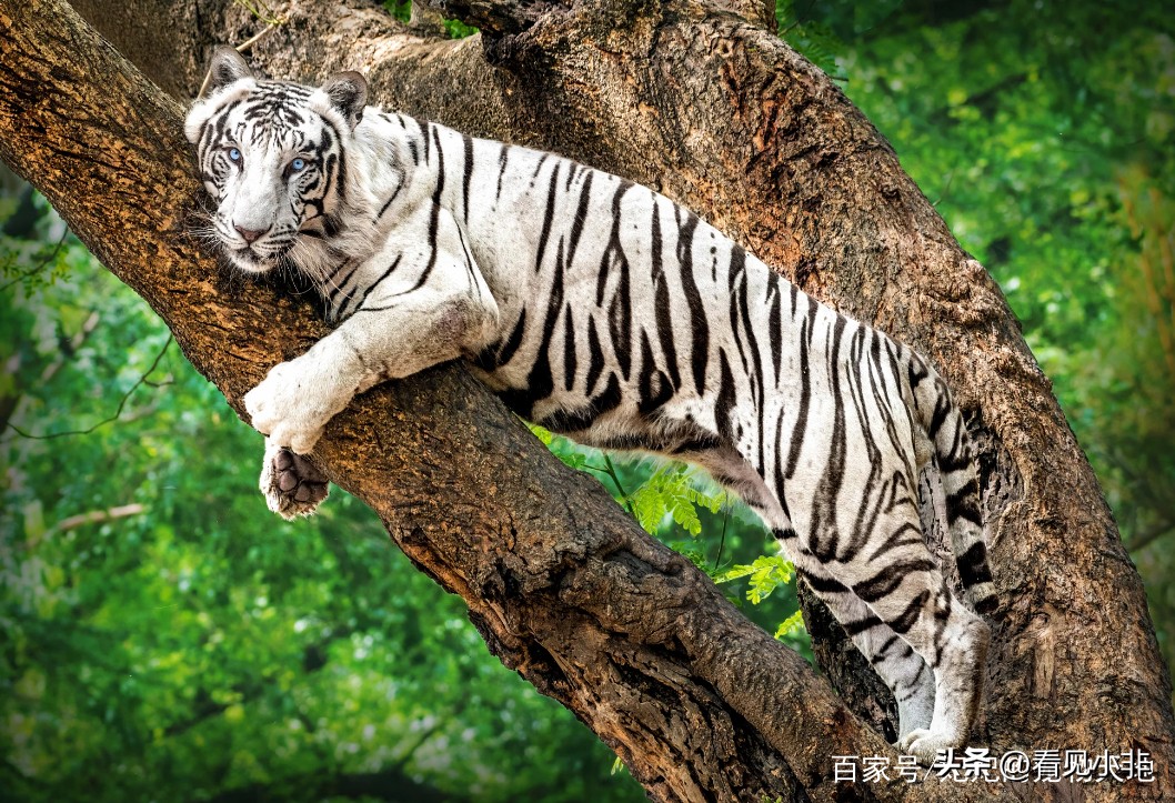 狮子和老虎到底谁厉害有图有真相,狮子和老虎到底谁厉害呢