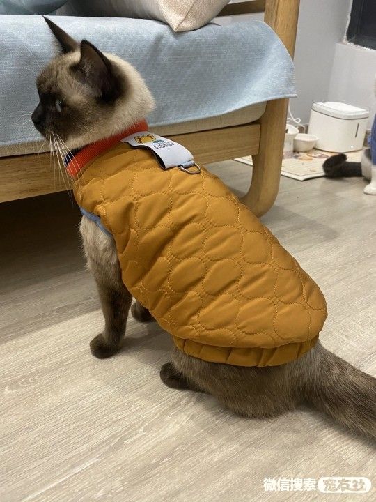 宠物领养、全国宠物*养送**、押金无偿免费领养 20220720