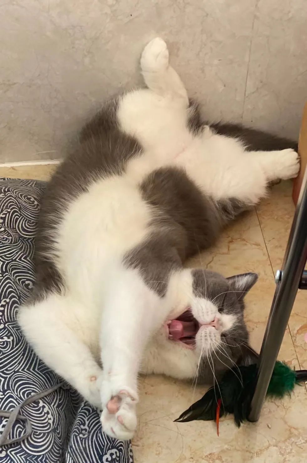 毛毛宠城堡新宠:登登|写给我的小猫咪