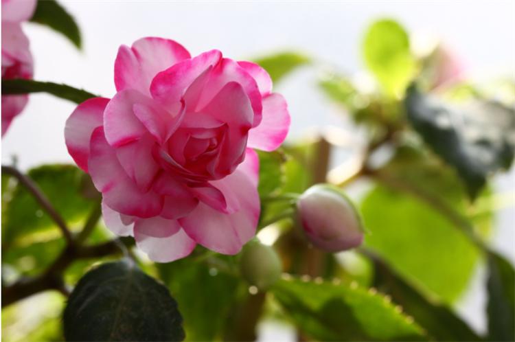 怎样养好水梅花视频,梅花水养方法和技巧