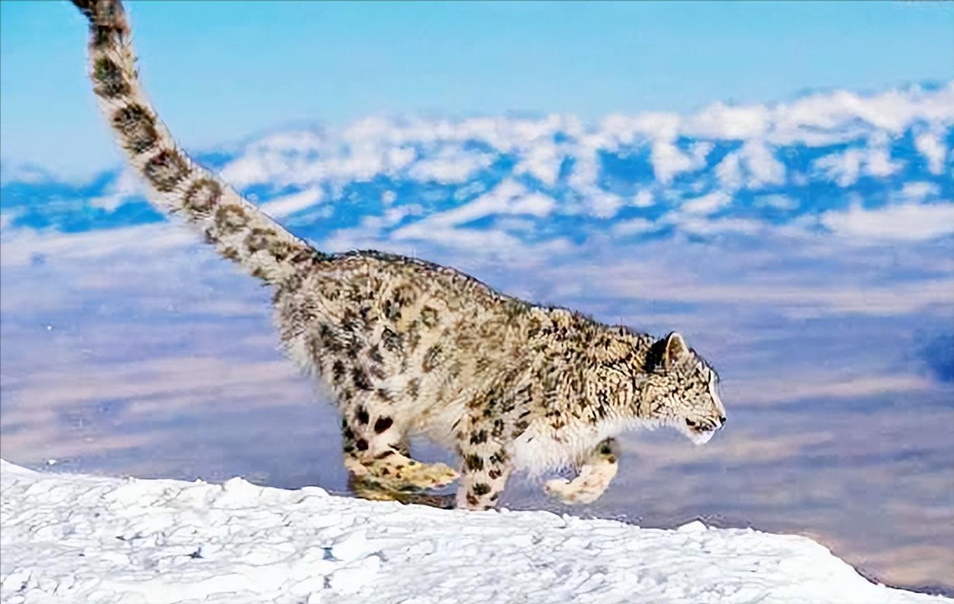 08年新疆牧民捡两只猫崽,中国男子捡到一只奶猫