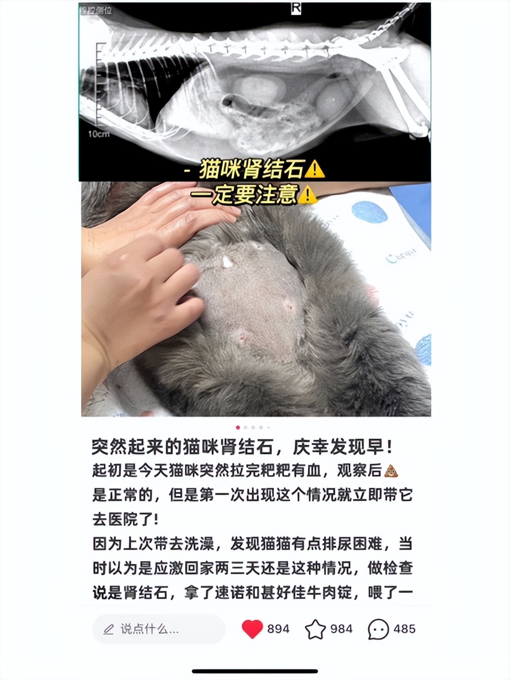 猫咪一直蹲着尿不出来怎么办,猫咪拉不出尿怎么办快速解决