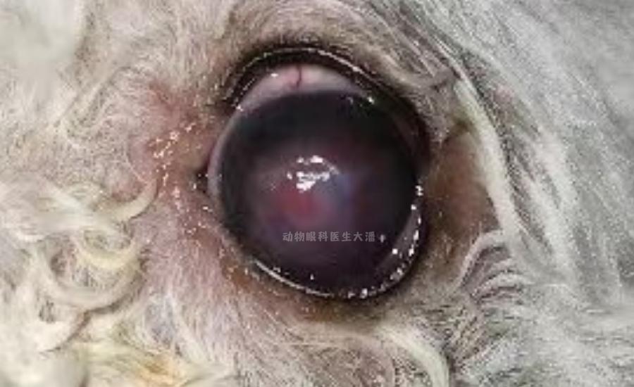 狗狗两眼发蓝怎么处理,狗狗眼睛发炎视频