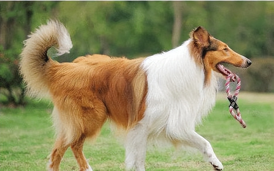 一张图看懂狗狗的尾巴,如何读懂狗狗的尾巴