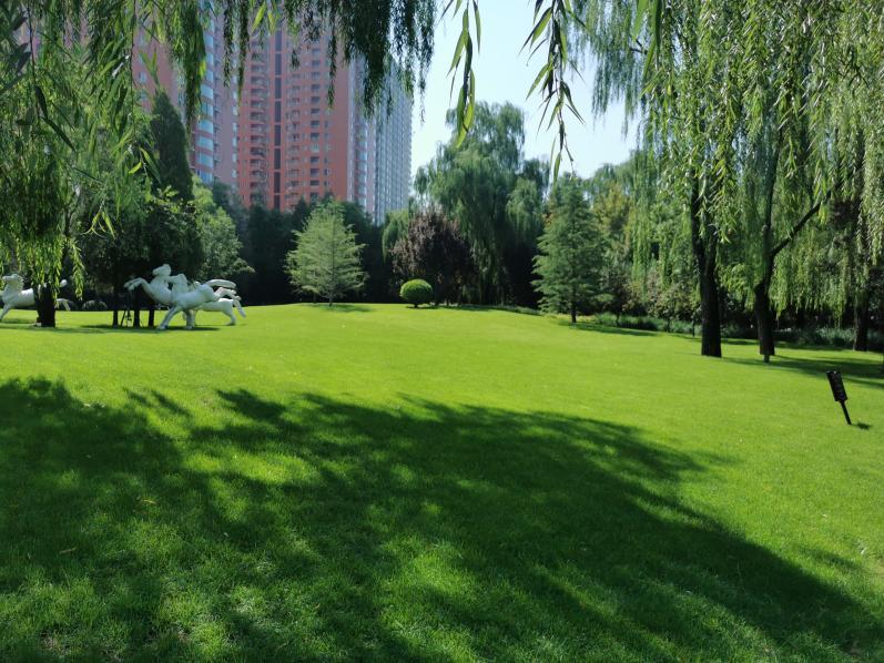 景观草坪如何搭配,庭院景观草坪种类