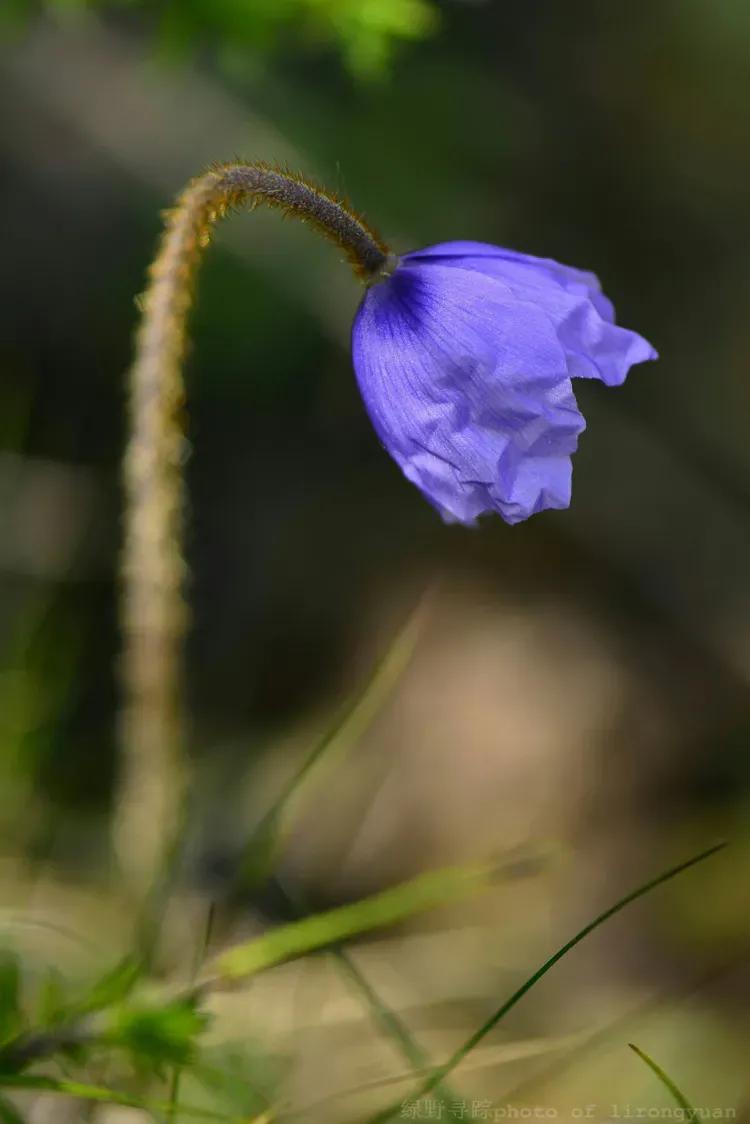 100种迷人的“数字花”,从零到一百万,真是太神奇了