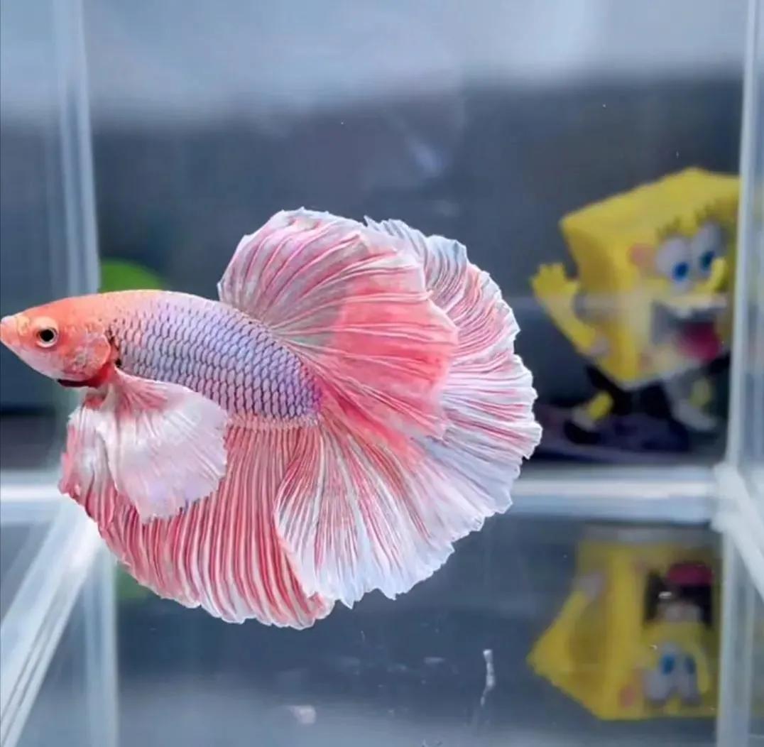 裸缸适合养什么观赏鱼 (山东地区容易养的观赏鱼)