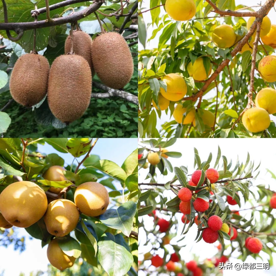 缤纷水果季即将开始！来建宁释放夏日多巴胺