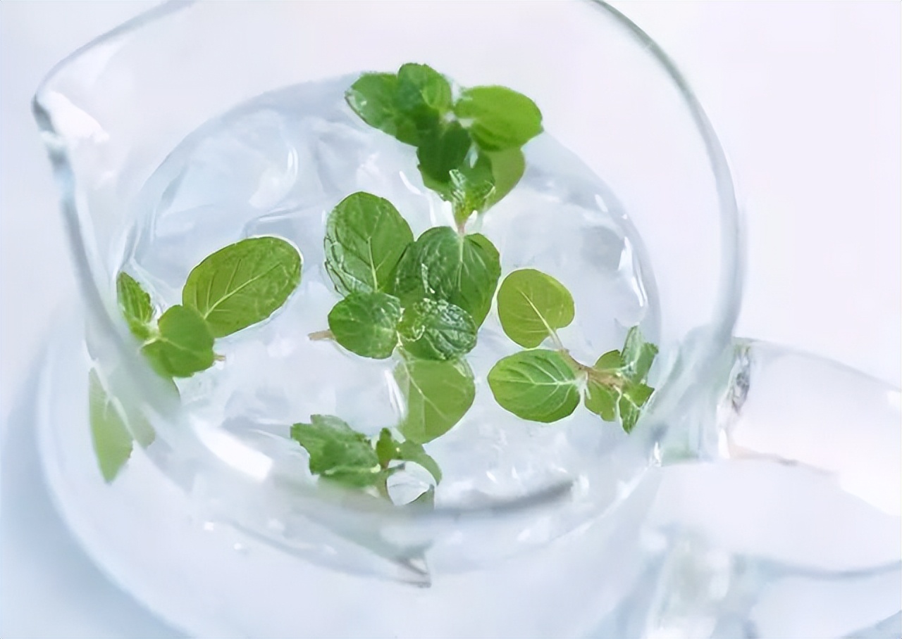 中药薄荷植物,薄荷具有药用价值的一种植物