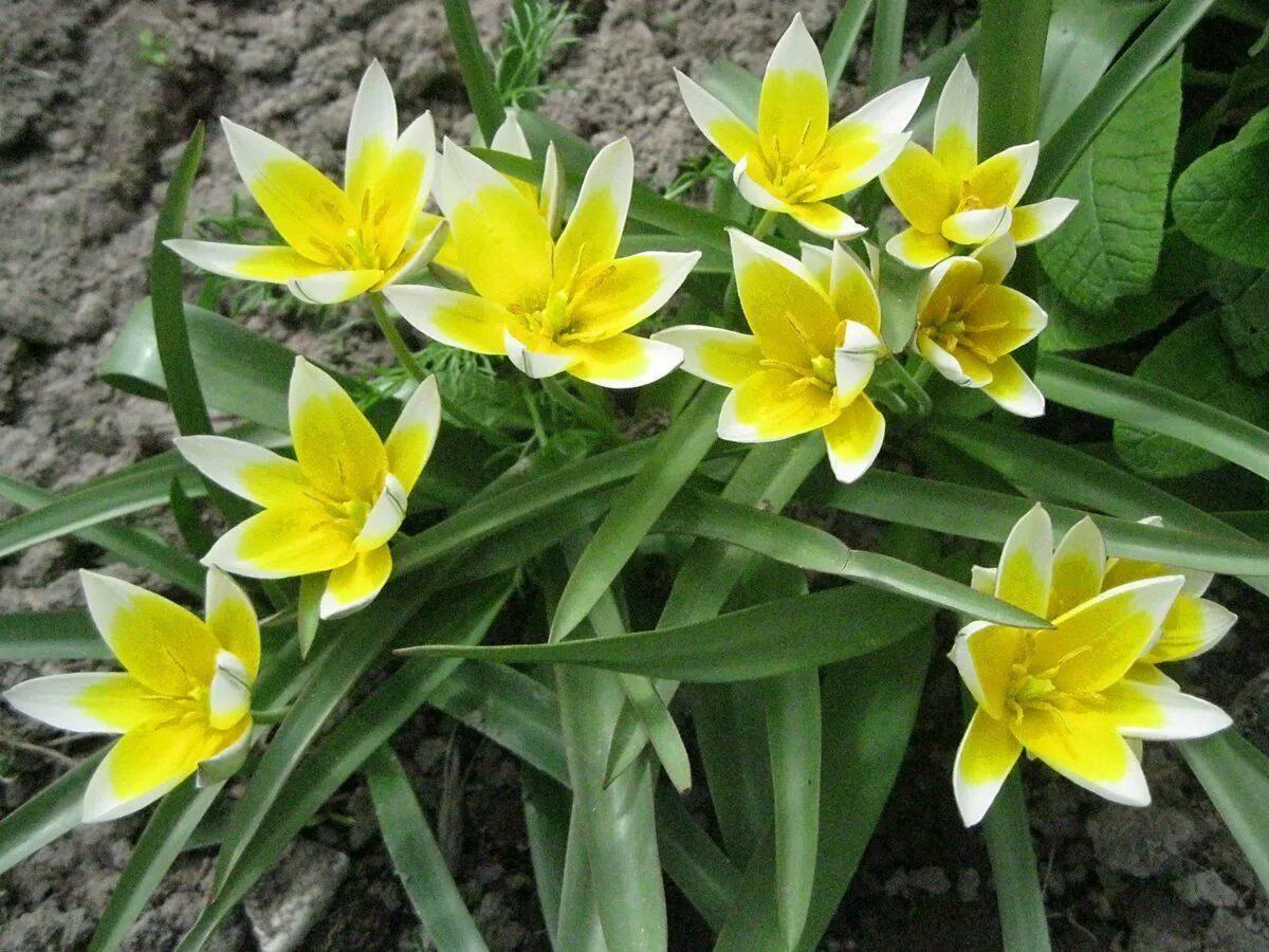 如何在家里种植美丽的郁金香,荷兰库肯霍夫花园里的郁金香品种