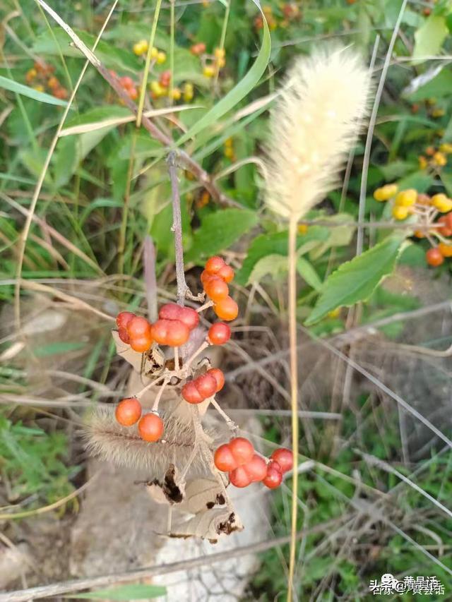 鸭子叉食,让狗叉了,叉儿孙吃半春,到底应该怎么写?