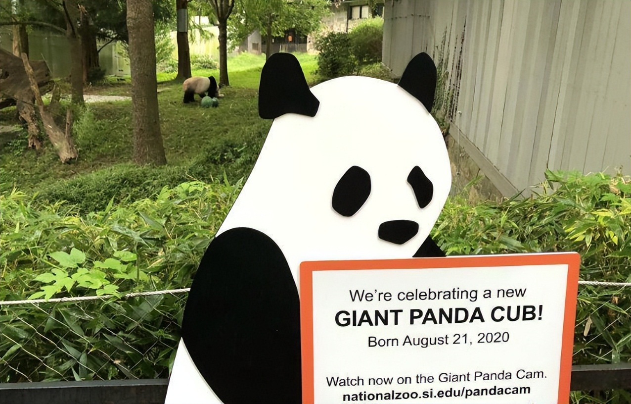 国宝熊猫丫丫回国了吗,国宝熊猫丫丫真的回国了吗