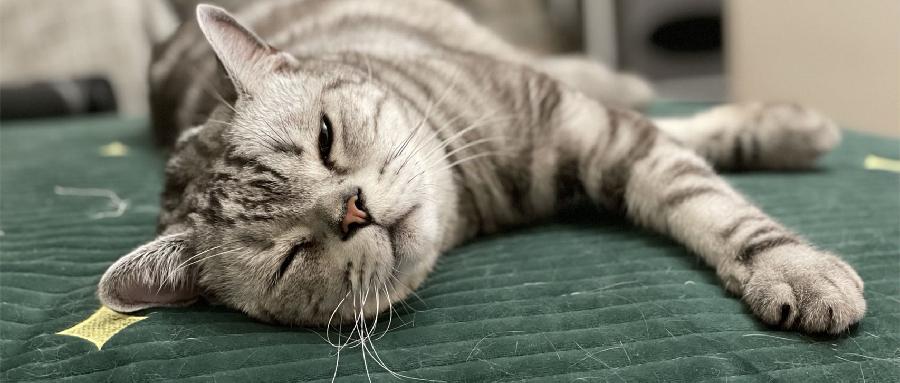 养猫过敏怎么解决,养猫过敏怎么办教你一招