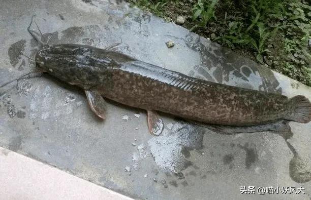 放生的鱼被抓对放生有意义吗,女子买25000斤鱼放生