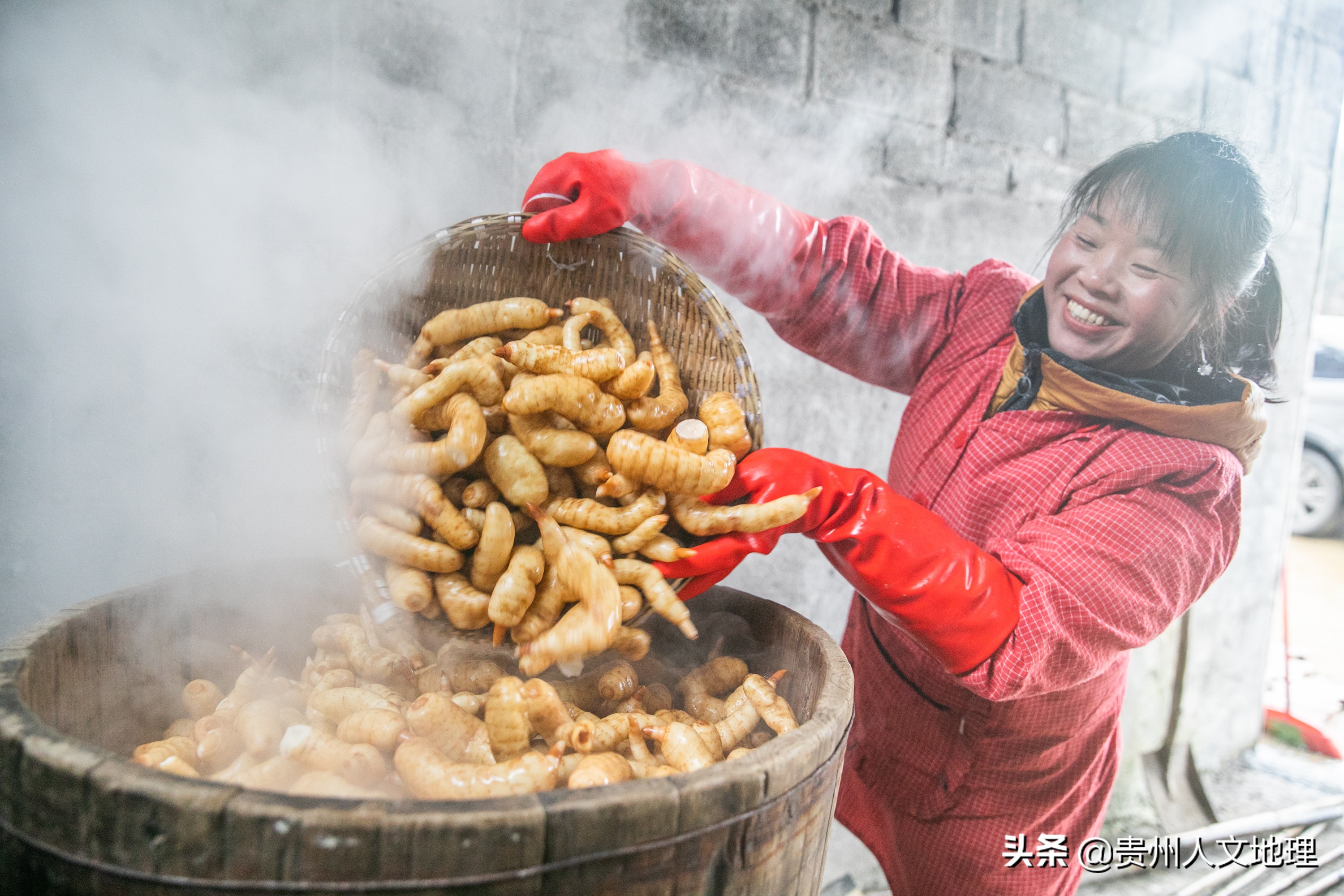 草坝天麻手工制作方法,贵州毕节天麻吃法