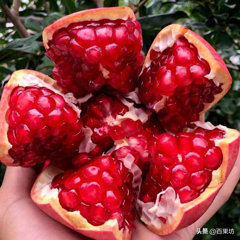 广州胭脂红石榴产地,石榴产地介绍视频