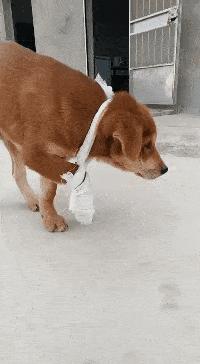 搞笑一刻:美女这波操作我还没见过,难道这样上车有什么说法?